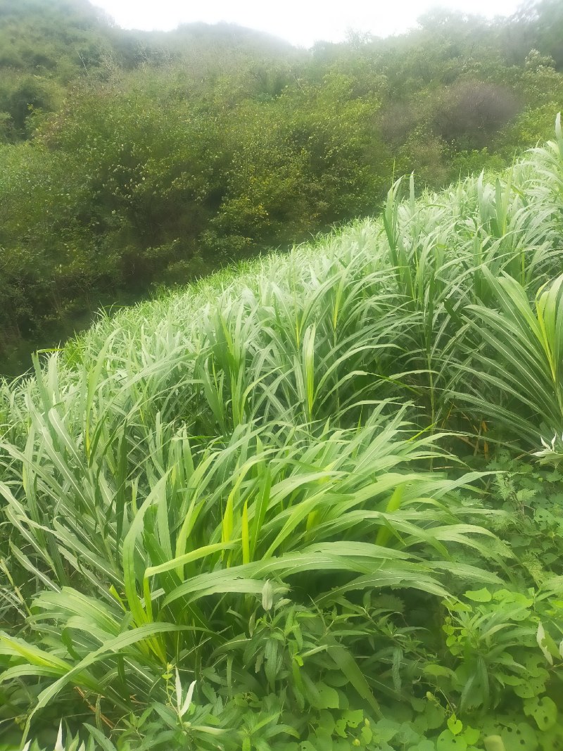 牧草甜象草皇竹草