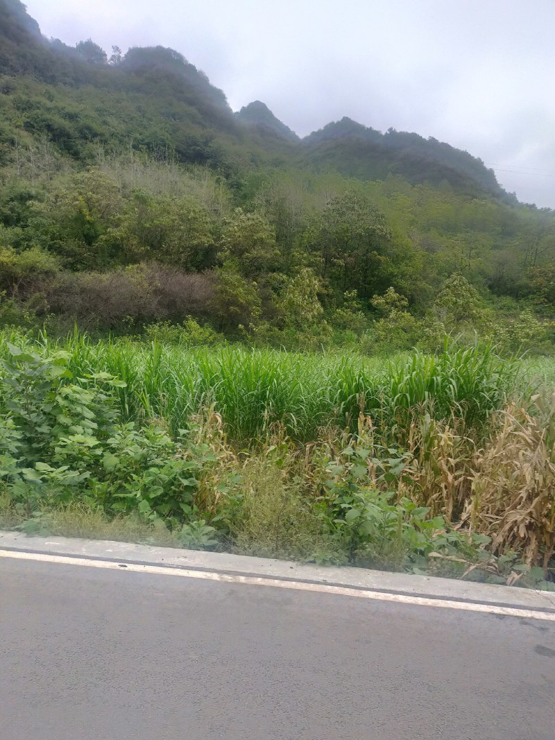 牧草甜象草皇竹草