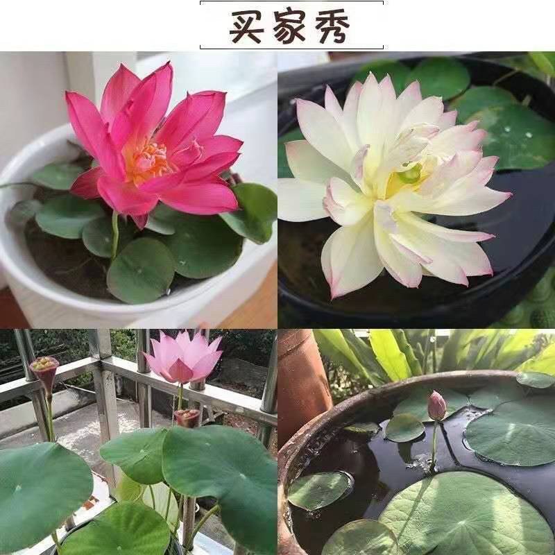 【9.9包邮】四季播种碗莲种子已开口水培植物睡莲荷花种子