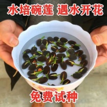 【9.9】四季播种碗莲种子已开口水培植物睡莲荷花种子