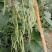 贵州新苗无筋豆大量出货中
