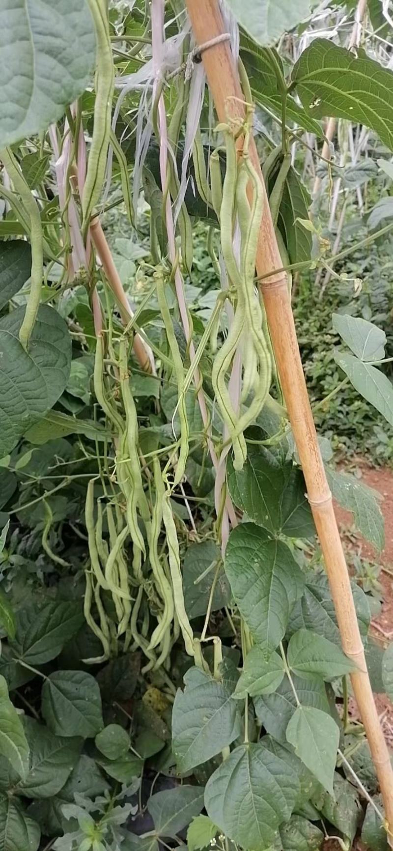 贵州新苗无筋豆大量出货中