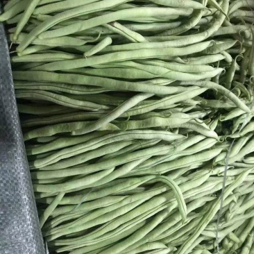 贵州新苗无筋豆大量出货中