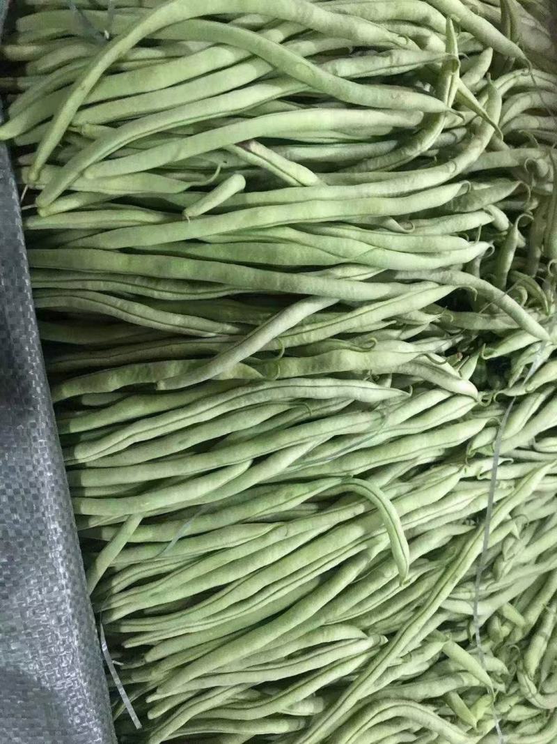 贵州新苗无筋豆大量出货中