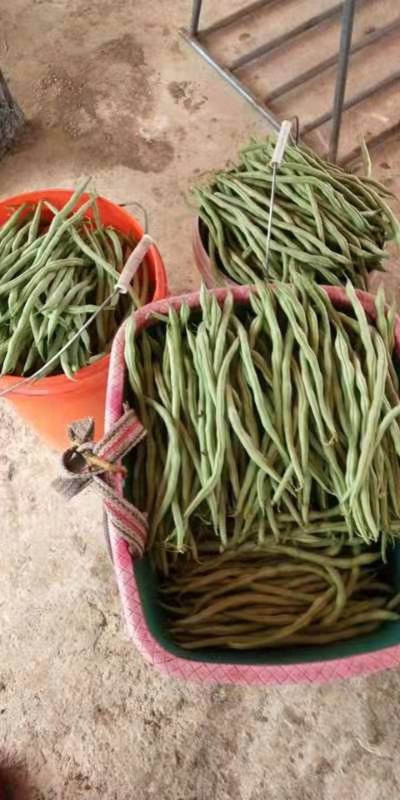 贵州新苗无筋豆大量出货中