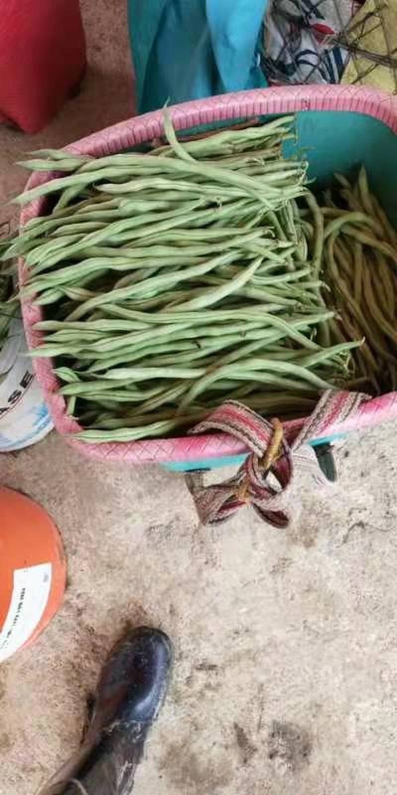 贵州新苗无筋豆大量出货中