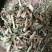 瞿麦，正品野生瞿麦质量保证，经营各种中药材欢迎咨询选购！