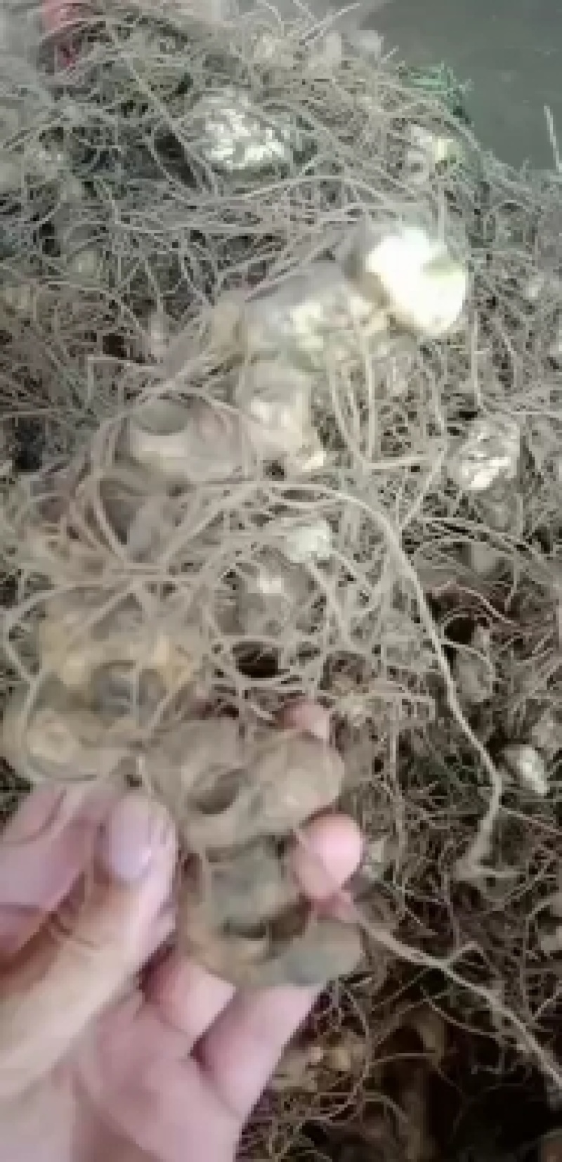 【荐】黄精，精品野生黄精，有小块茎，大块茎种茎可视频
