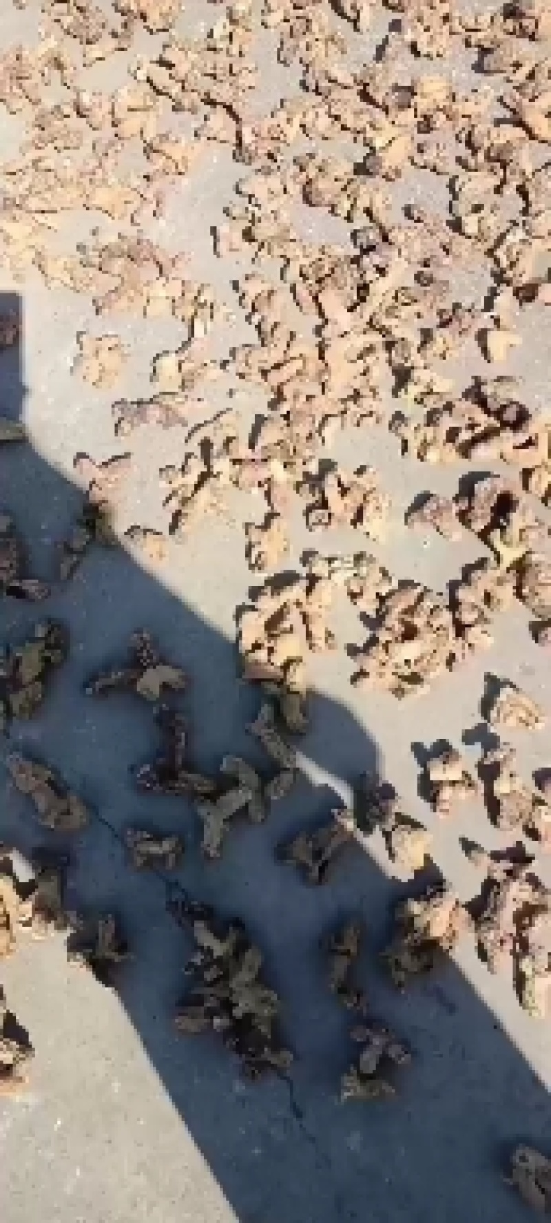 【荐】黄精，精品野生黄精，有小块茎，大块茎种茎可视频