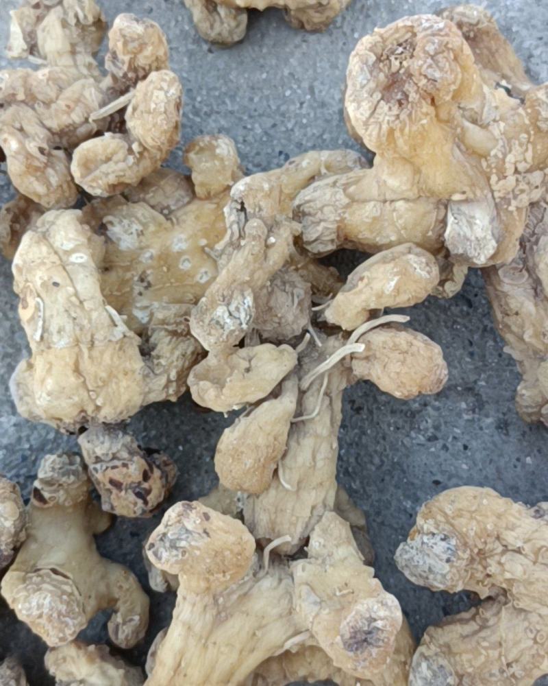 【荐】黄精，精品野生黄精，有小块茎，大块茎种茎可视频