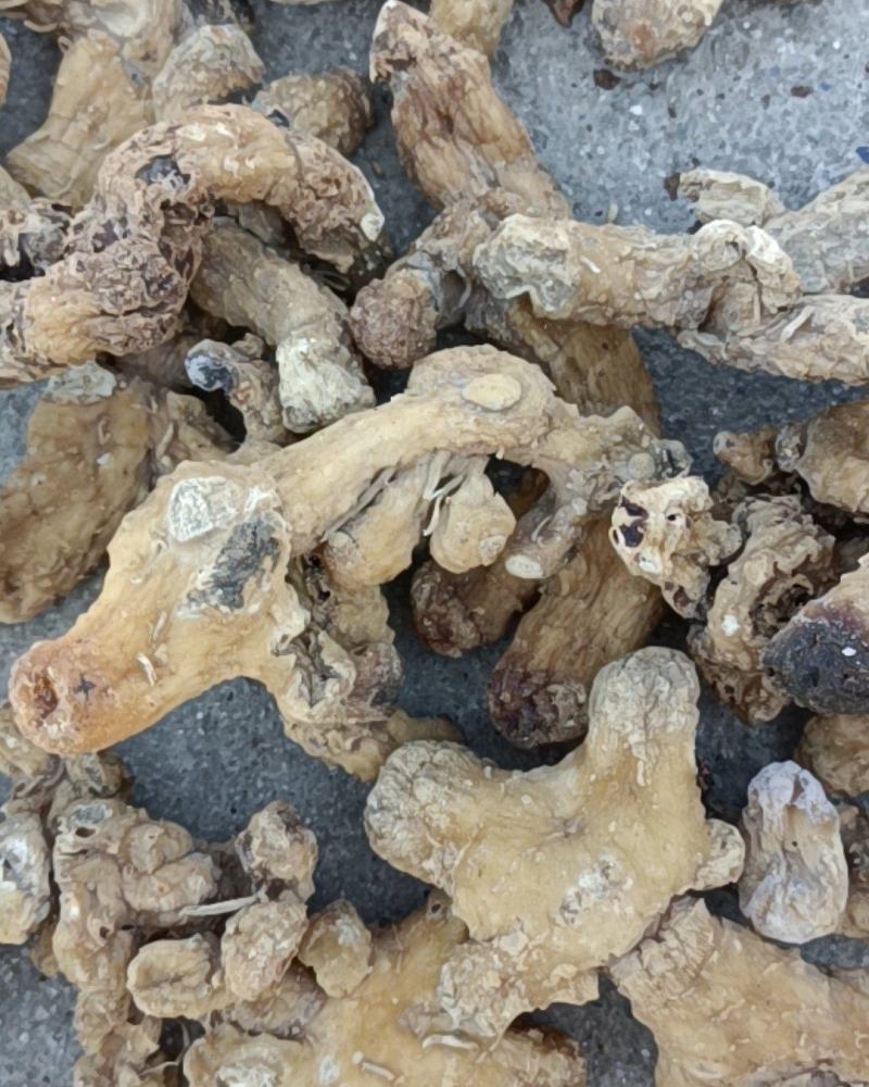 【荐】黄精，精品野生黄精，有小块茎，大块茎种茎可视频