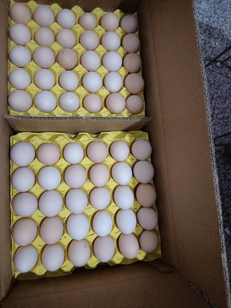 新鲜玉米鸡蛋，粉壳，45斤一件，大量货源长期供应。