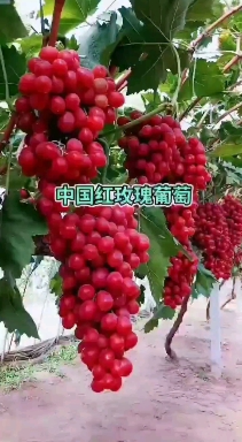 中国红玫瑰葡萄苗山东基地直供保证苗木纯度假一赔万保证质量