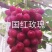 中国红玫瑰葡萄苗山东基地直供保证苗木纯度假一赔万保证质量