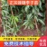 四川蜂糖李子苗，包成活包挂果，免费提供技术送授粉树生根剂