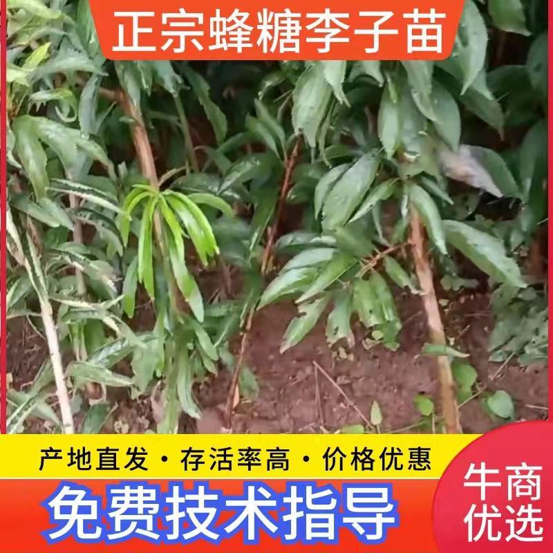 四川蜂糖李子苗，包成活包挂果，免费提供技术送授粉树生根剂