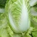 【推荐】江苏黄心大白菜，大量供应，批发市场，超市.