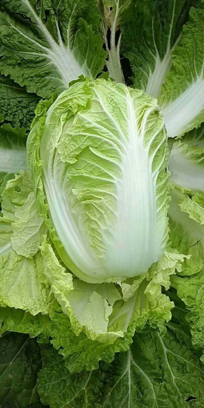 【推荐】江苏黄心大白菜，大量供应，批发市场，超市.