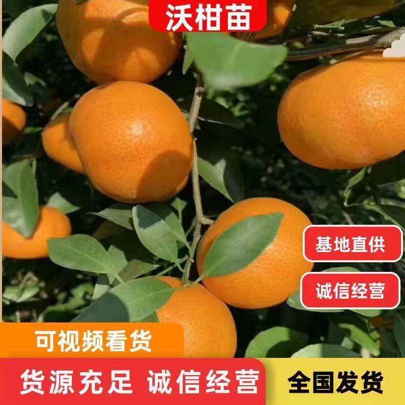 四川柑桔苗包成活包挂果，提供技术指导，品质保障