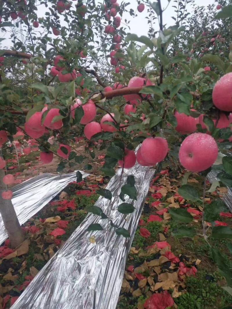 甘肃平凉市经川县红富士苹果大量上市