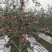 甘肃平凉市经川县红富士苹果大量上市