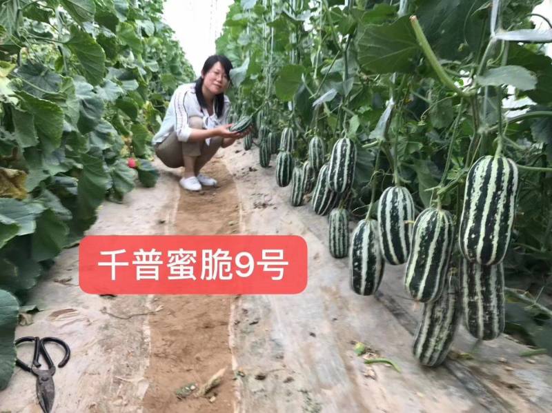 蜜脆9号甜瓜种子（糖度17左右品质口感好吃基地推荐