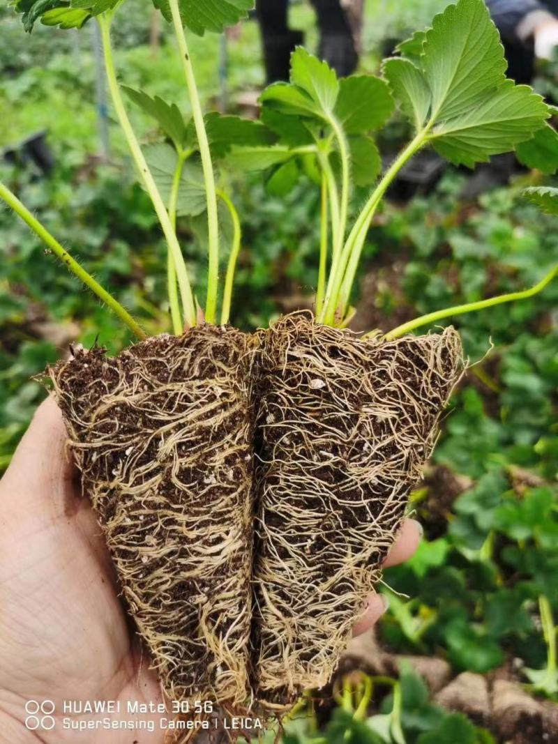 江苏红颜草莓，穴盘苗，越秀草莓苗，宁玉草莓苗，甜查理