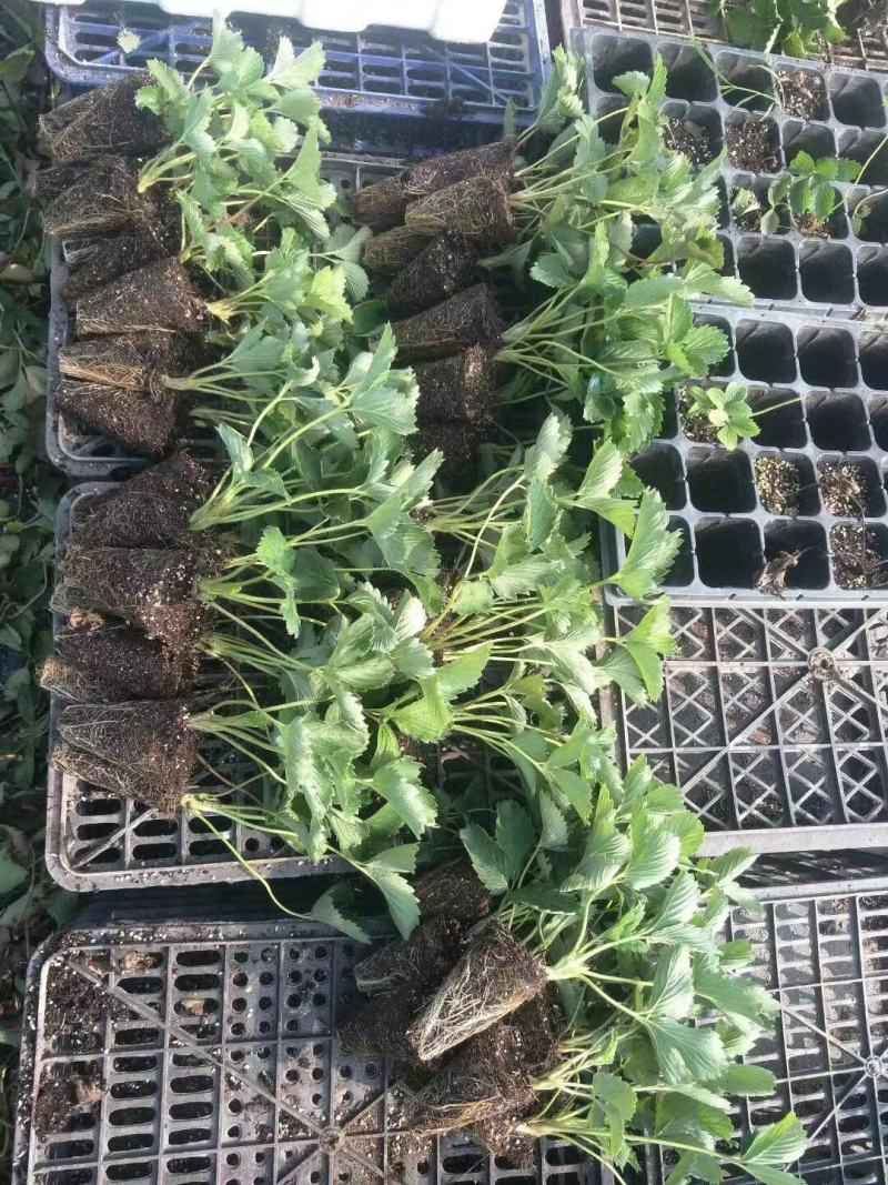 江苏红颜草莓，穴盘苗，越秀草莓苗，宁玉草莓苗，甜查理