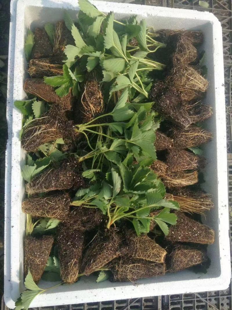 江苏红颜草莓，穴盘苗，越秀草莓苗，宁玉草莓苗，甜查理
