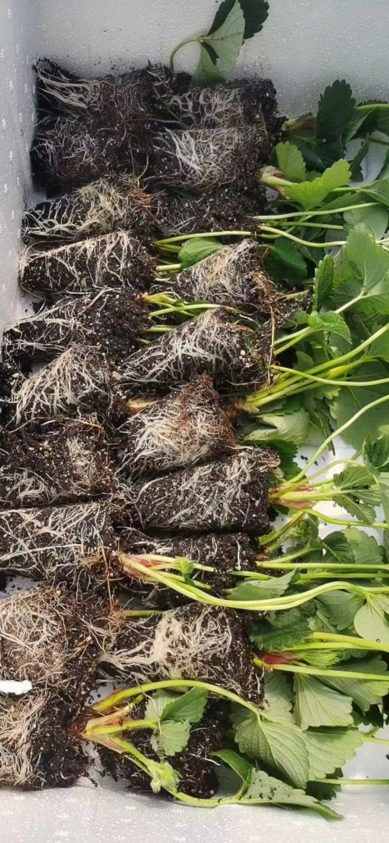 江苏红颜草莓，穴盘苗，越秀草莓苗，宁玉草莓苗，甜查理