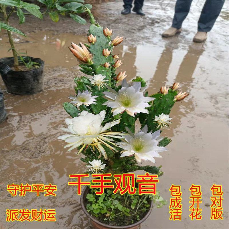 江湖地摊货千手观音盆栽千佛手多肉室吸甲醛防辐射花卉仙人掌