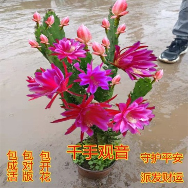 江湖地摊货千手观音盆栽千佛手多肉室吸甲醛防辐射花卉仙人掌