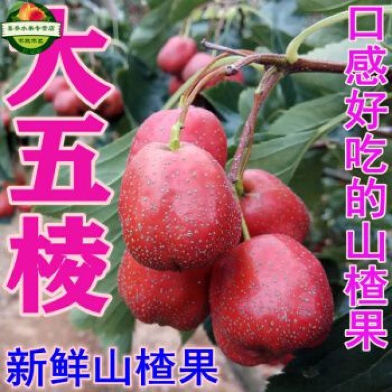 2公分3公分大果山楂苗价格大果山楂树当年结果