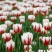 郁金香种球进口郁金香种球四季开花耐寒植物花海打造专用种球