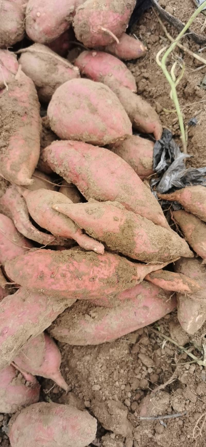 西瓜红种薯货源充足质量商城1全国发货各种红薯大量上市
