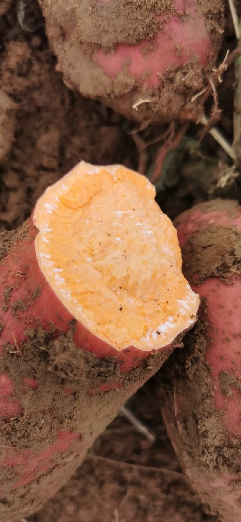西瓜红种薯货源充足质量商城1全国发货各种红薯大量上市