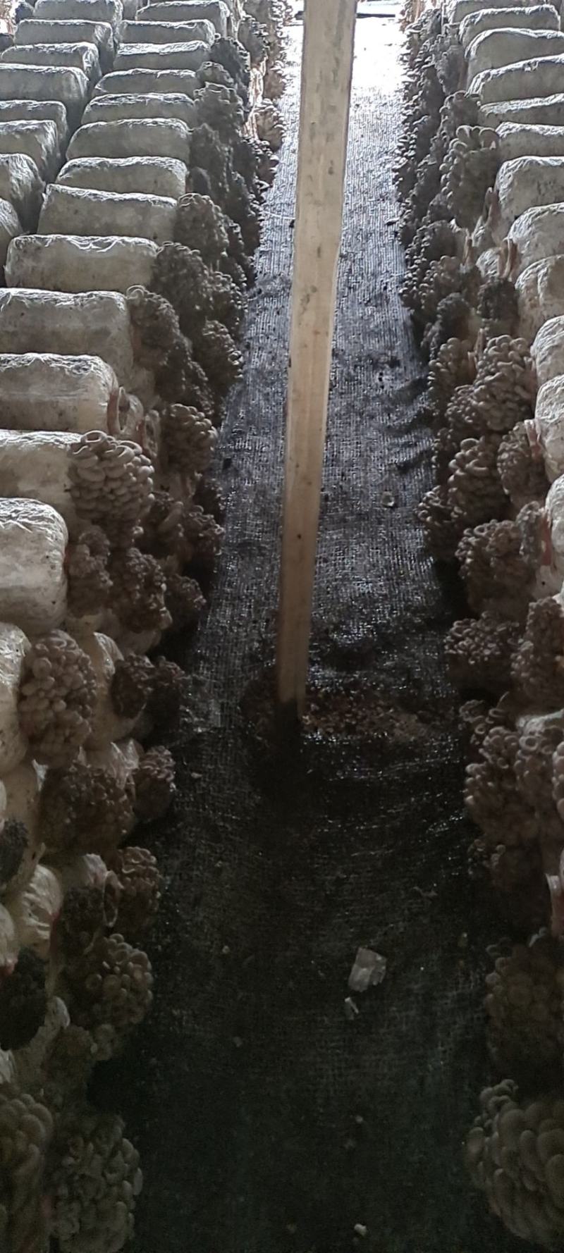 长期供应精品优质黑平菇