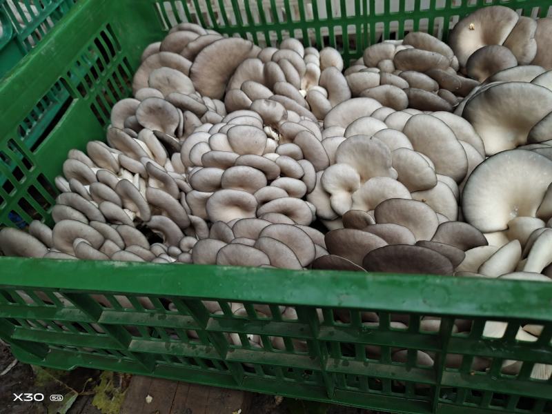 长期供应精品优质黑平菇