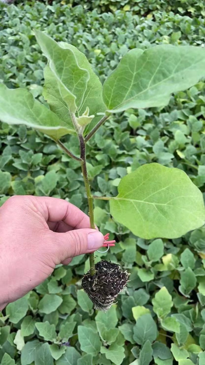 圆茄子苗嫁接圆茄种苗硕源黑宝茄子苗天津快圆茄子苗