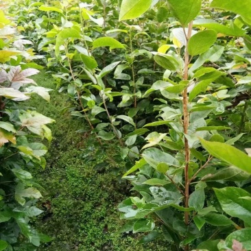 半枫荷苗半边枫半枫荷树苗半枫荷