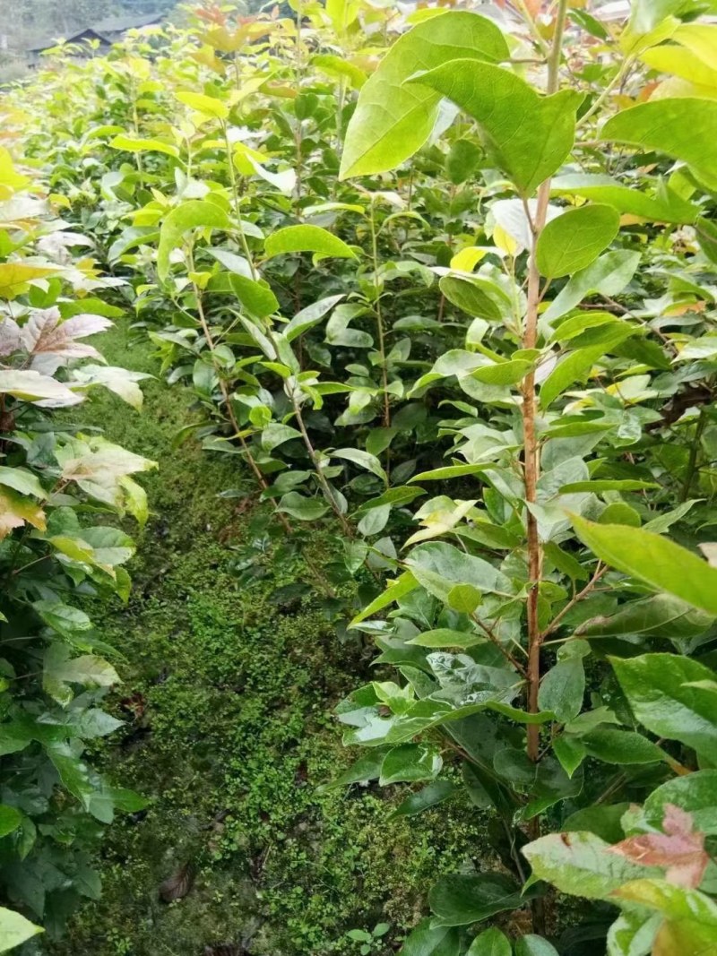 半枫荷苗半边枫半枫荷树苗半枫荷