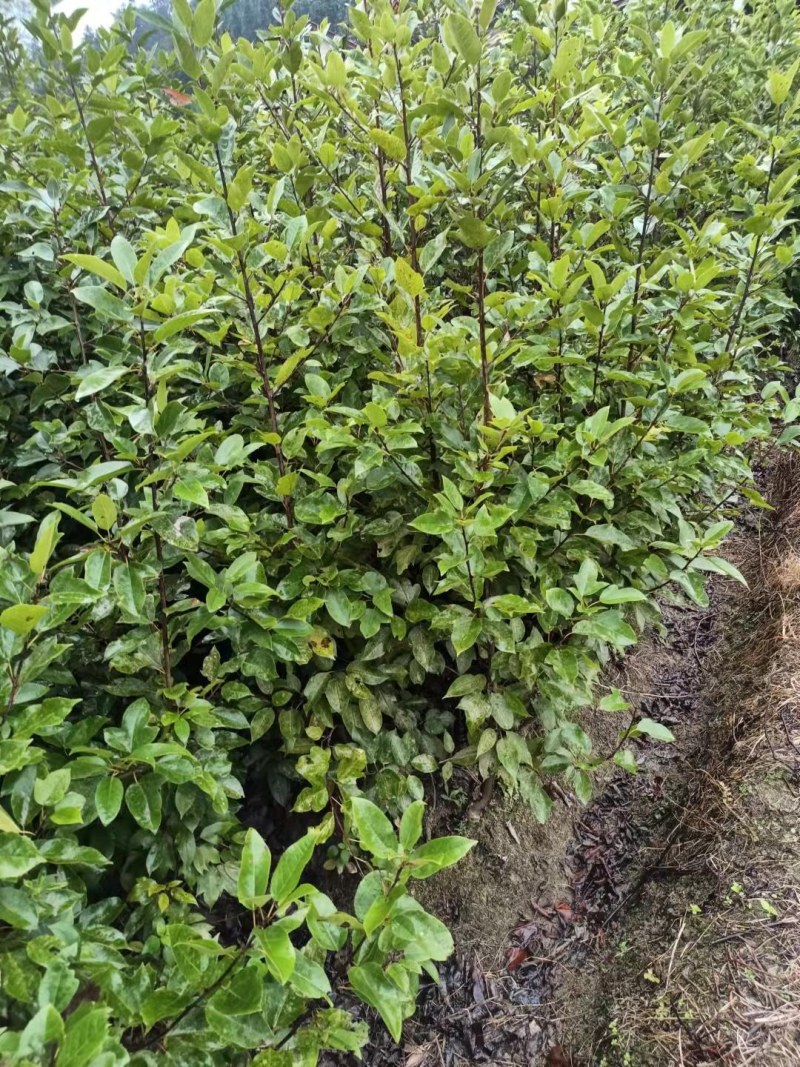 半枫荷苗半边枫半枫荷树苗半枫荷