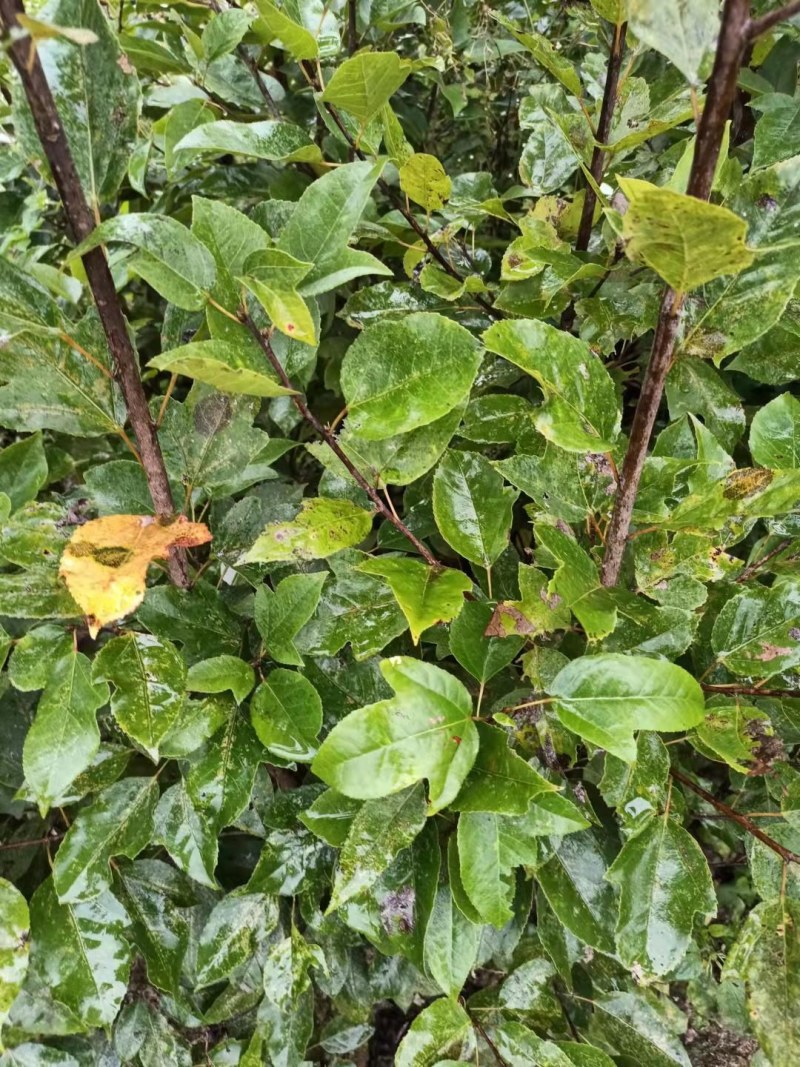 半枫荷苗半边枫半枫荷树苗半枫荷