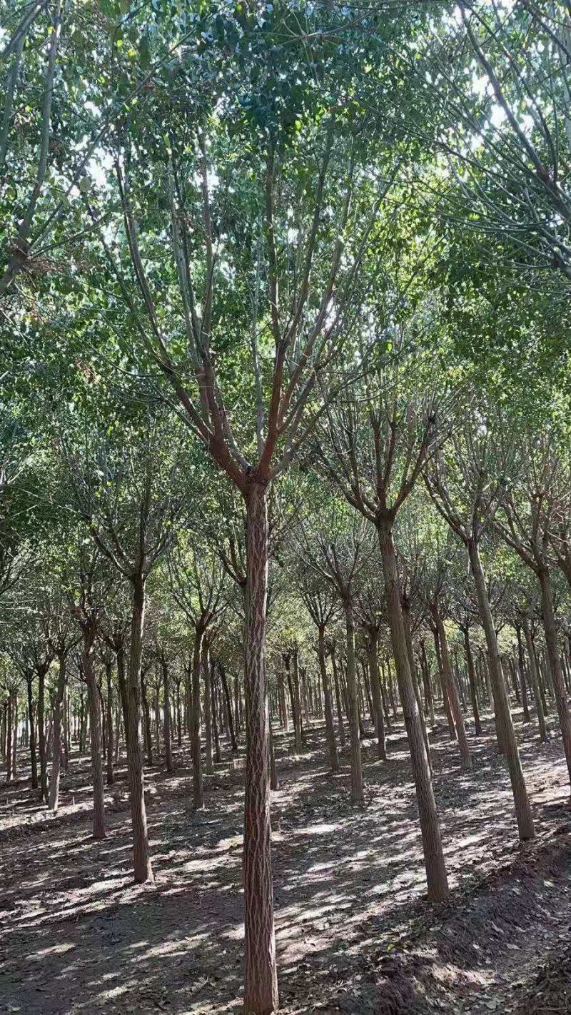 丝棉木自家卫矛苗圃基地常年经营各种绿化工程苗