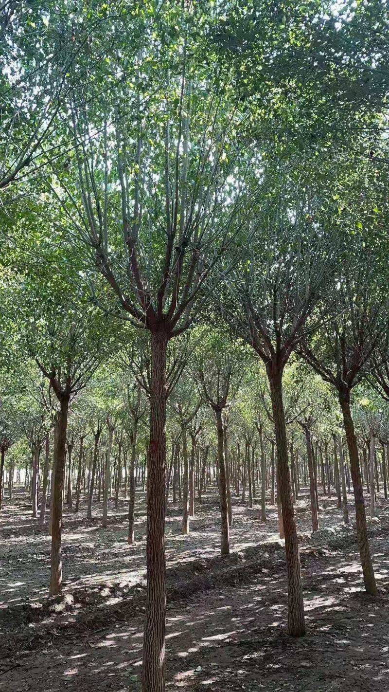 丝棉木自家卫矛苗圃基地常年经营各种绿化工程苗