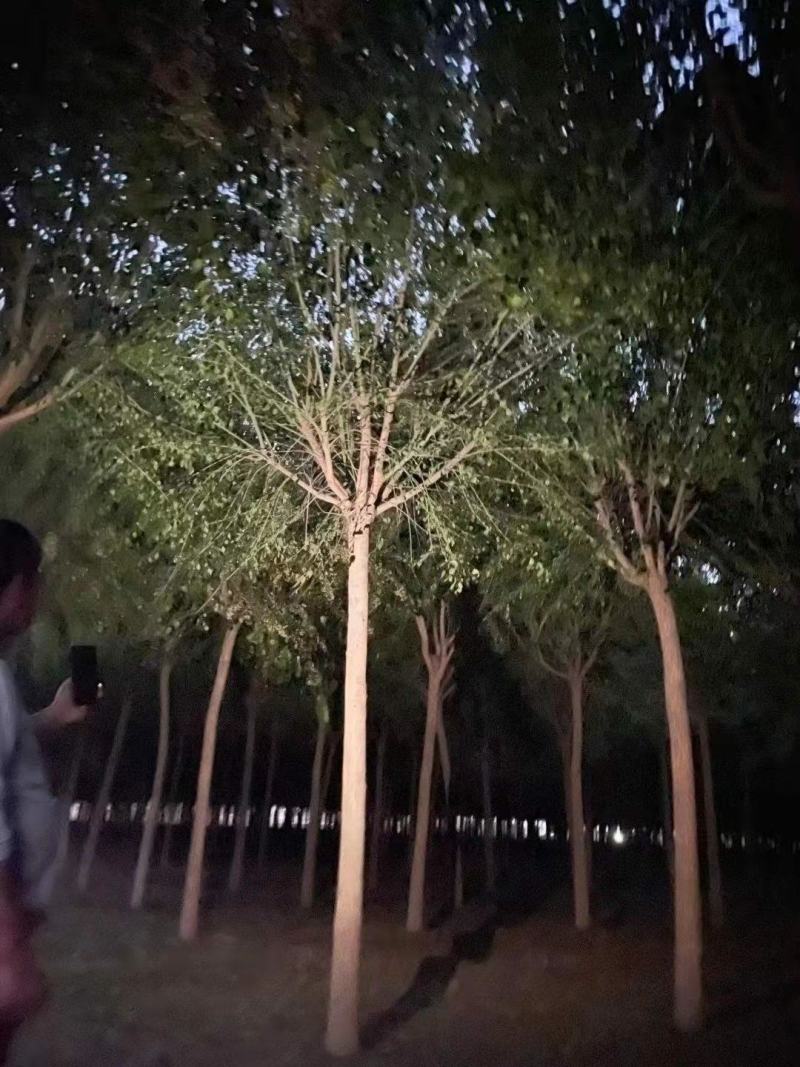 丝棉木自家卫矛苗圃基地常年经营各种绿化工程苗