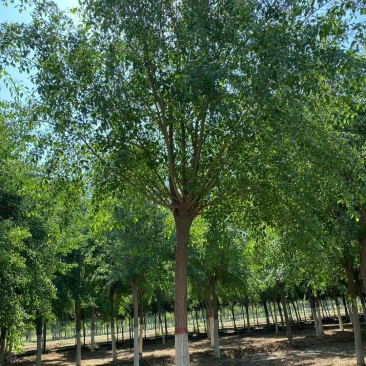 丝棉木自家卫矛苗圃基地常年经营各种绿化工程苗