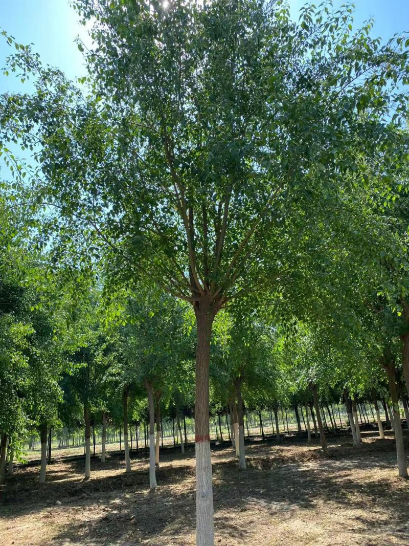 丝棉木自家卫矛苗圃基地常年经营各种绿化工程苗