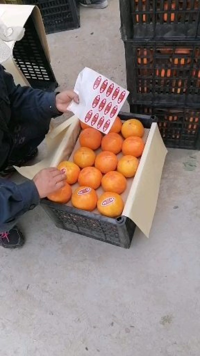 柿子中秋大量上市阳丰柿子颜色鲜艳，甜蜜汁多，量大有优惠了