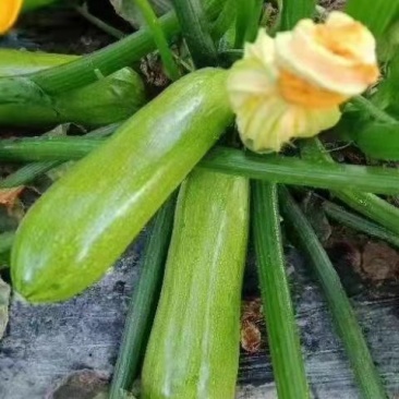 西葫芦苗抗白粉病品种山东寿光西葫芦苗耐寒高产量